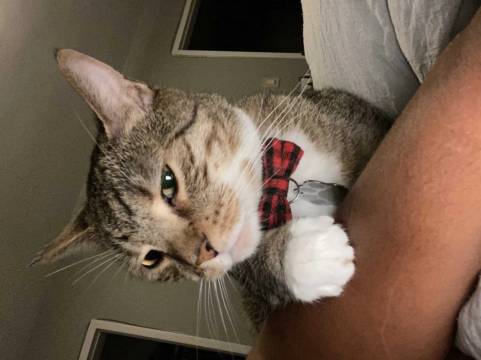 Lost cat in Silver Spring, MD, 20903