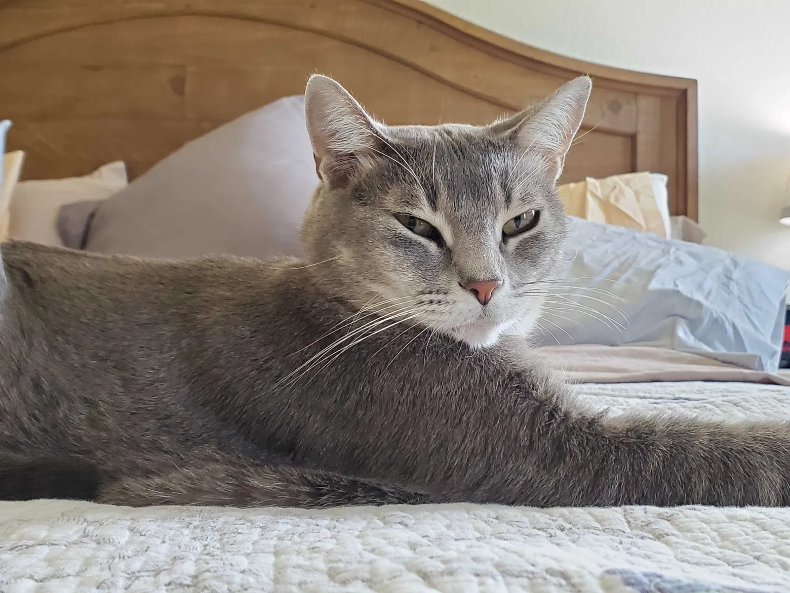 Lost cat in Pflugerville, TX, 78660