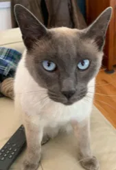 Lost cat in Santa Clara, CA, 95050
