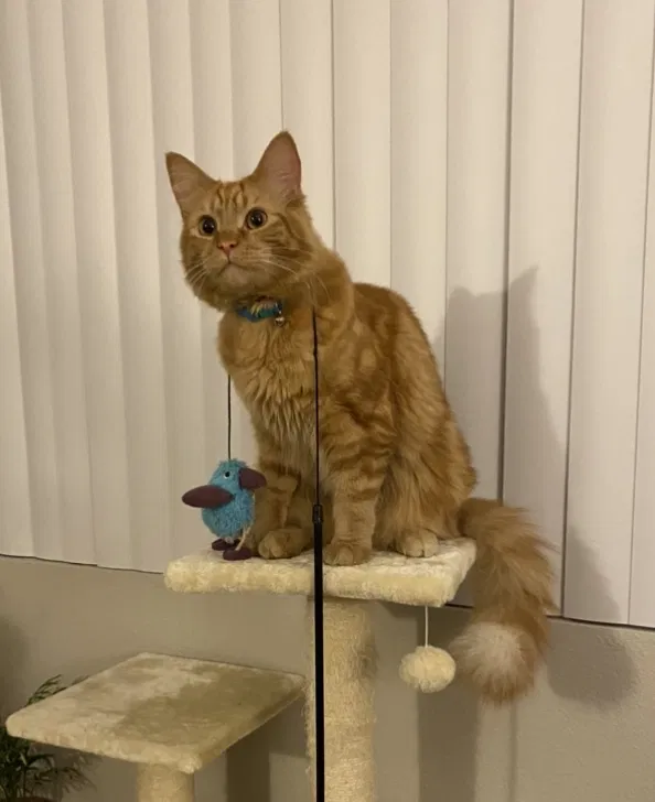 Lost cat in Claremont, CA, 91711