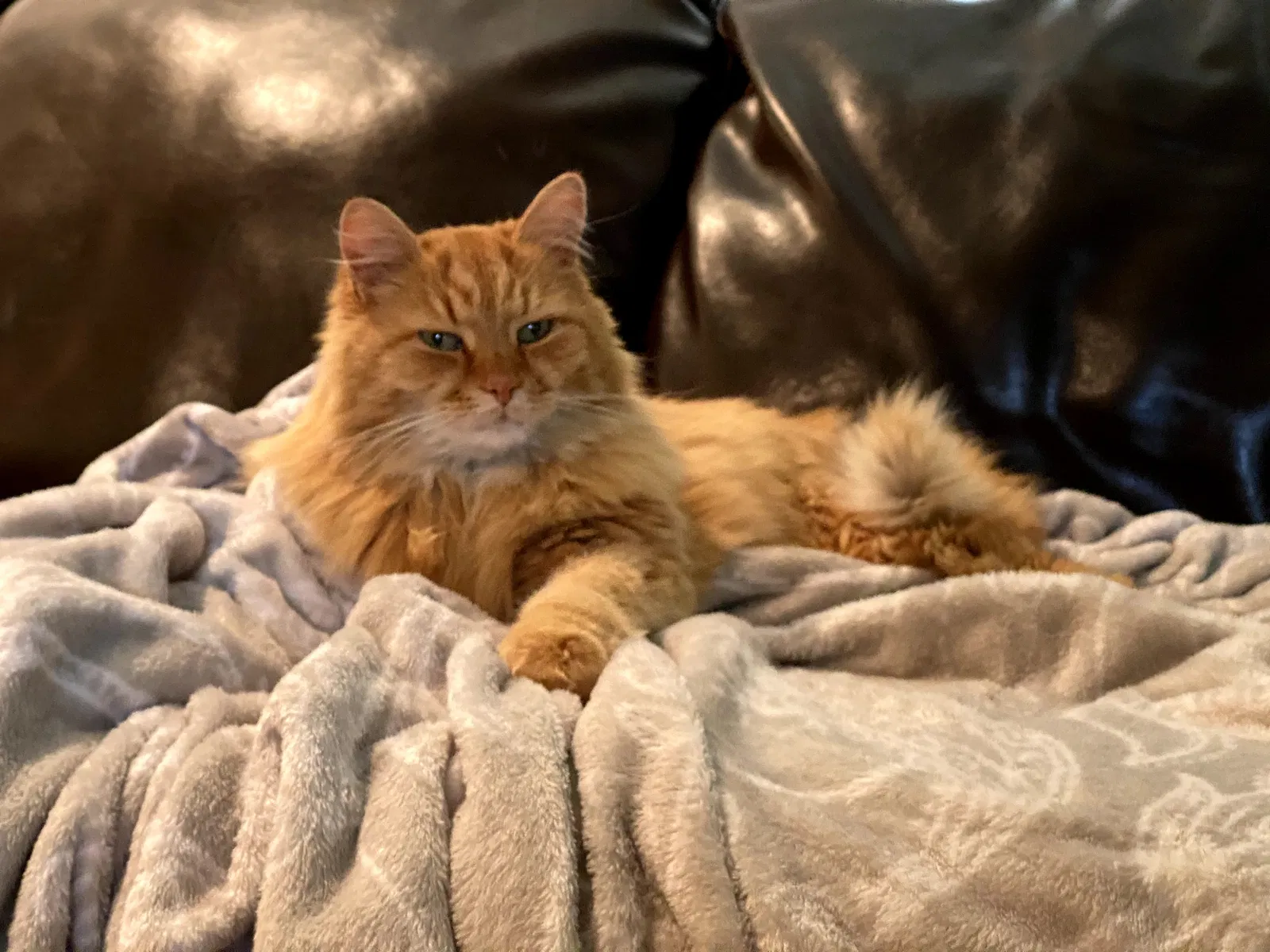 Lost cat in Portland, OR, 97220