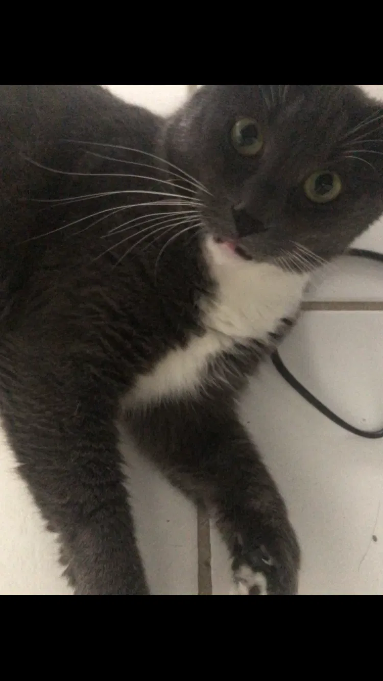 Lost cat in Miami, FL, 33133