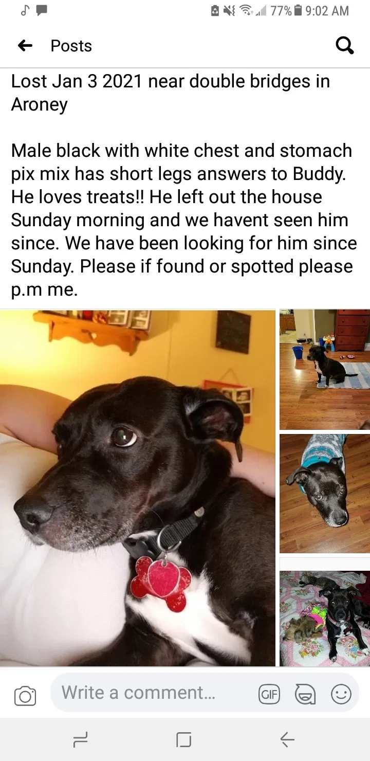 Lost dog in Boaz, AL, 35957