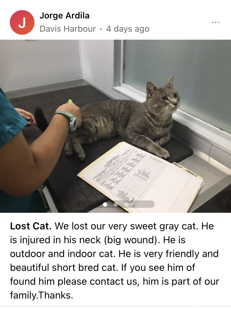 Lost cat in Miami, FL, 33138
