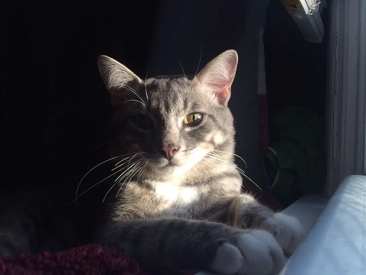 Lost cat in Gum Spring, VA, 23065