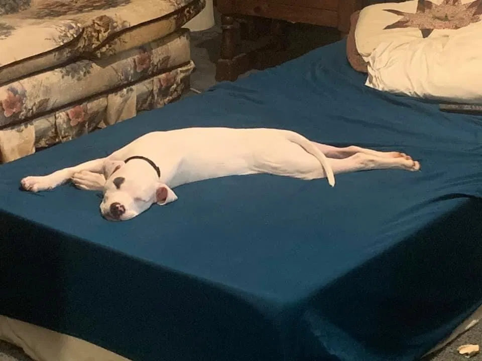 Lost dog in Huntingdon, TN, 38344
