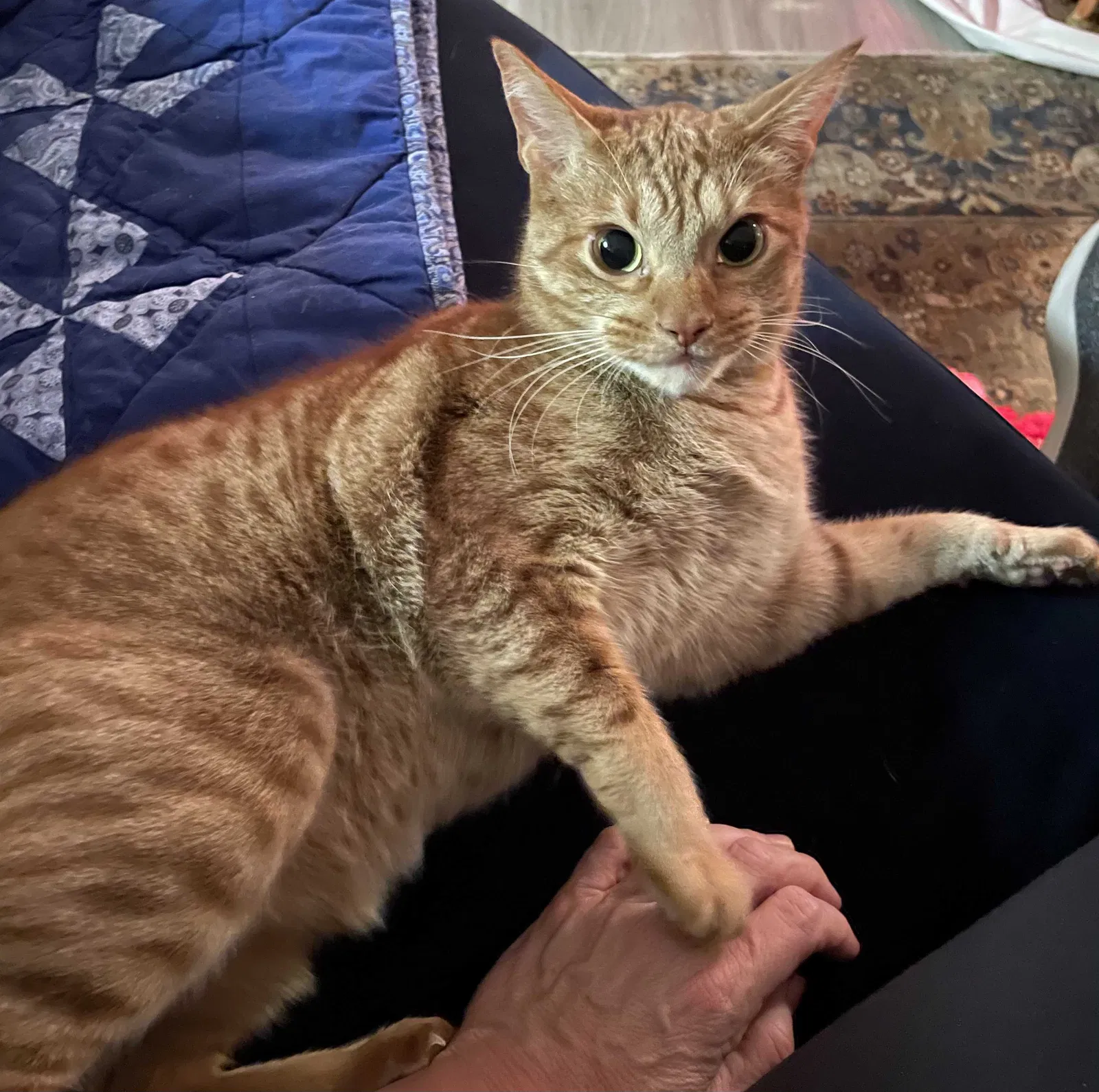 Lost cat in Austin, TX, 78727