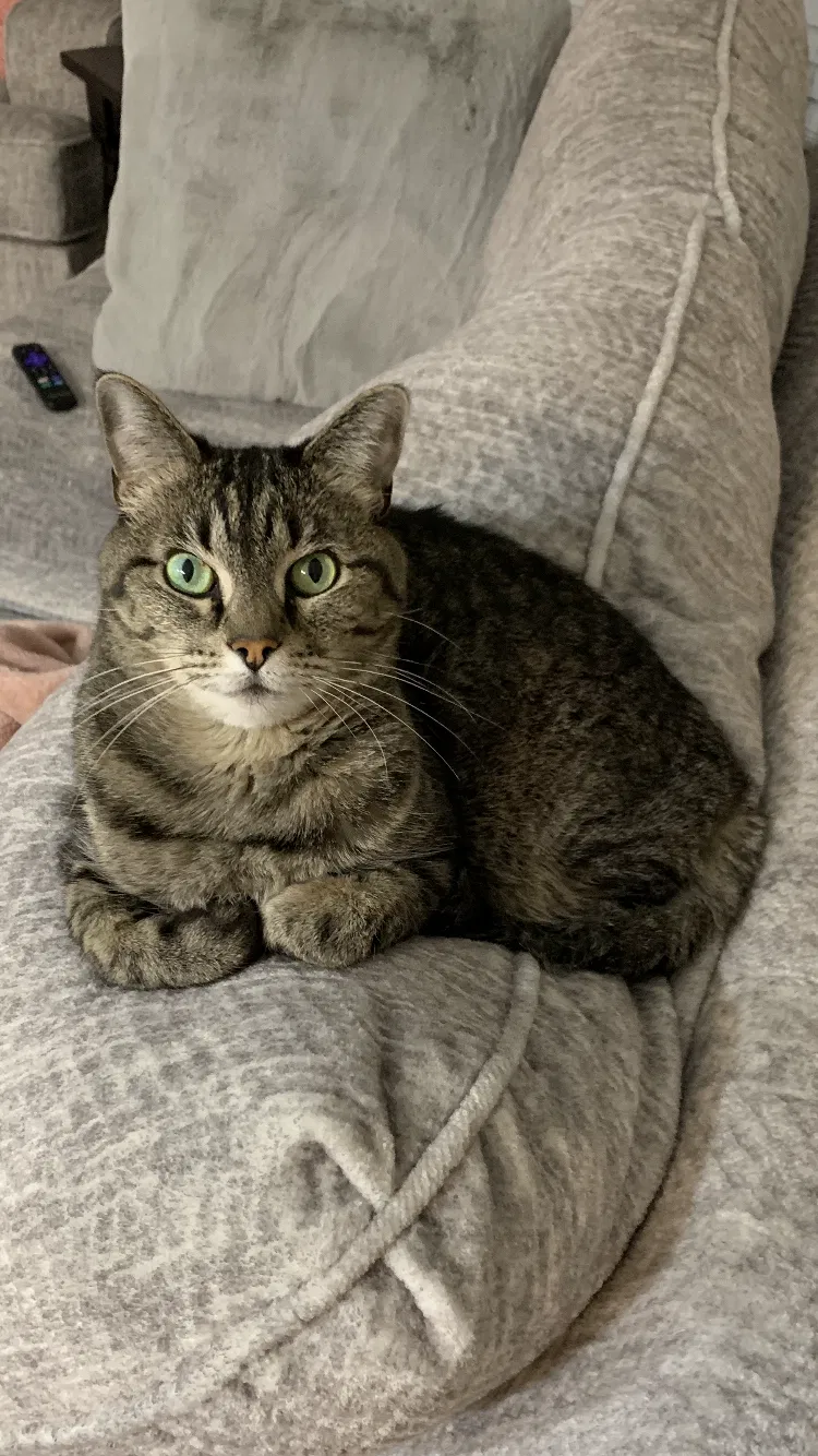 Lost cat in Suffolk, VA, 23435