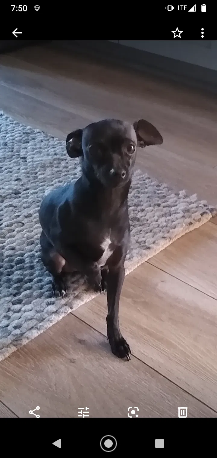 Lost dog in Carmichael, CA, 95608
