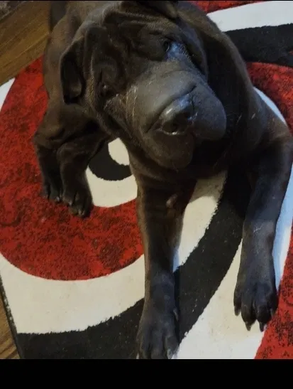 Lost dog in Chicago, IL, 60629