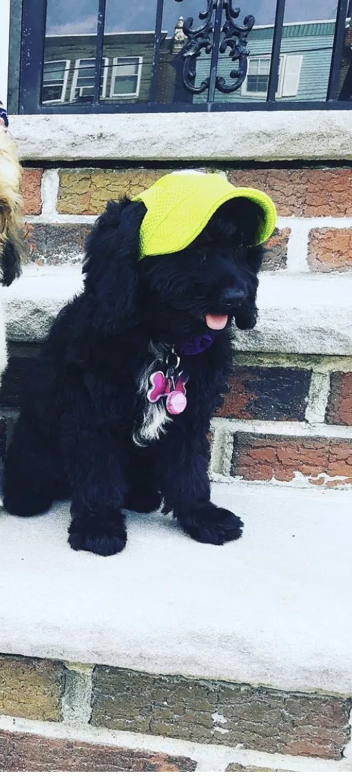 Lost dog in Philadelphia, PA, 19142