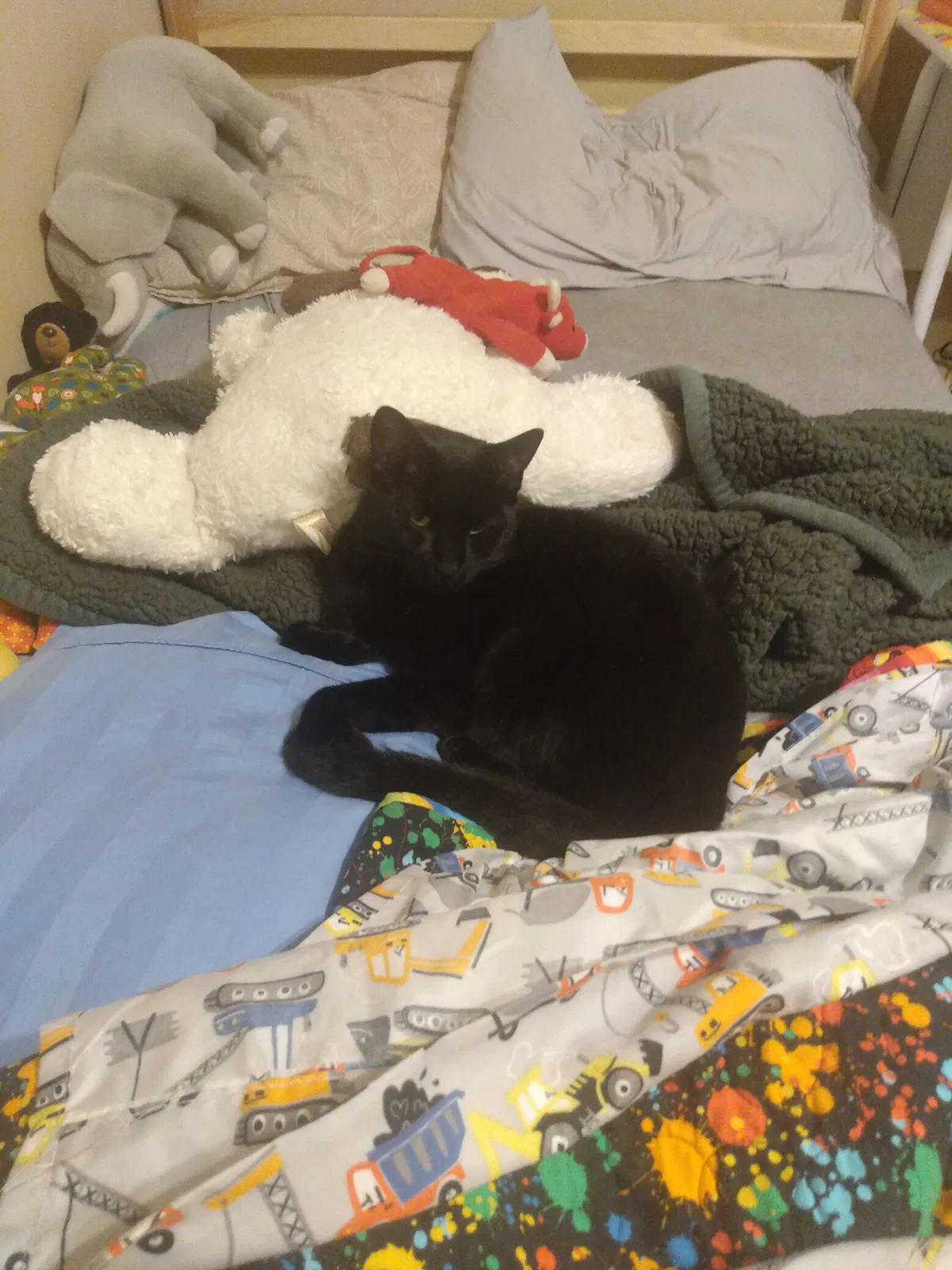 Lost cat in Fayetteville, AR, 72704