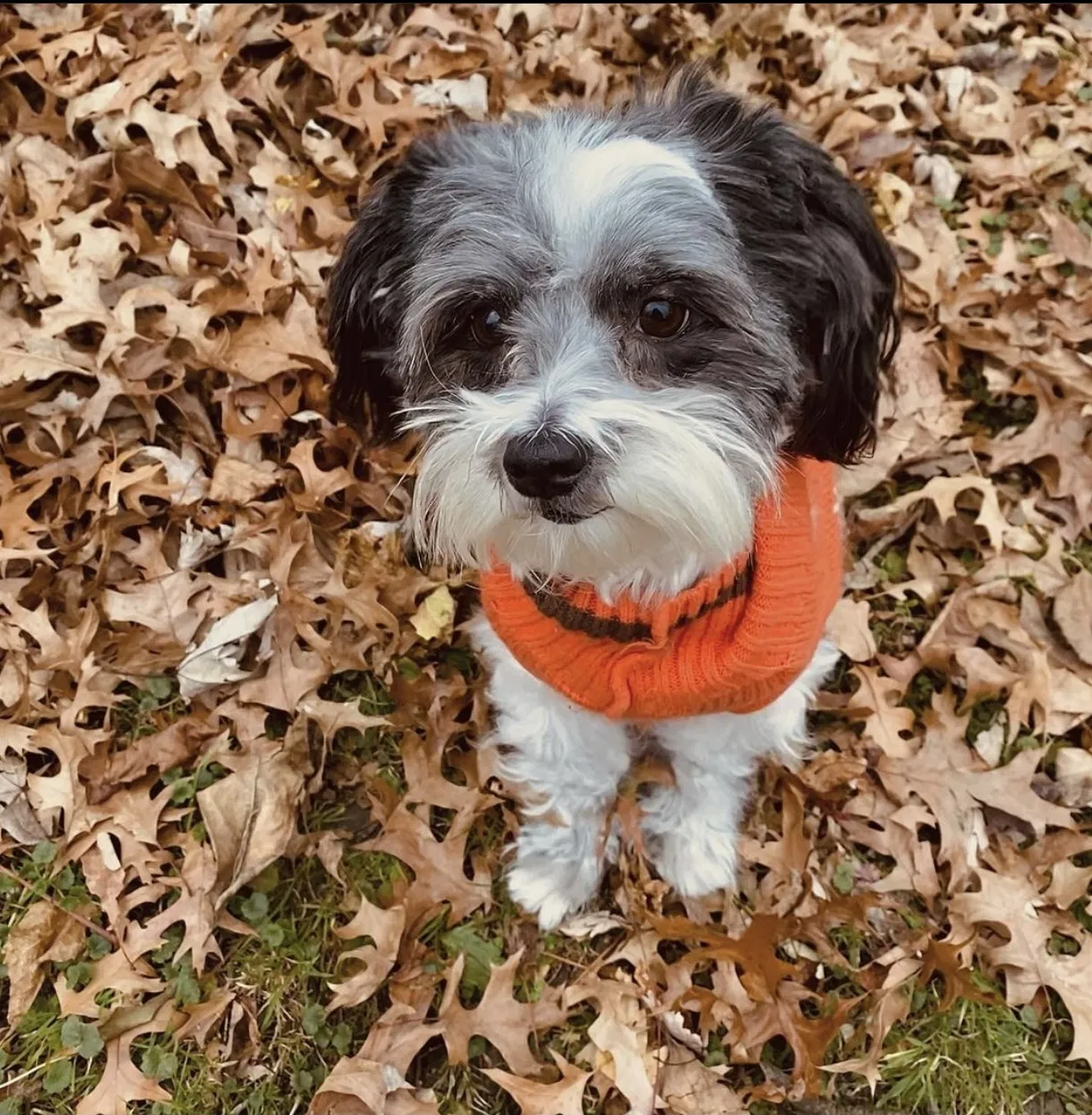 Lost dog in Cleveland, OH, 44109