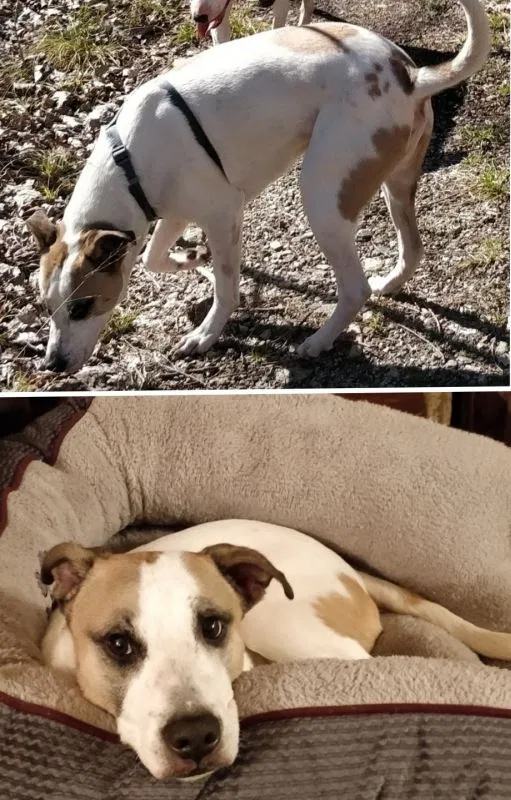 Lost dog in Catoosa, OK, 74015
