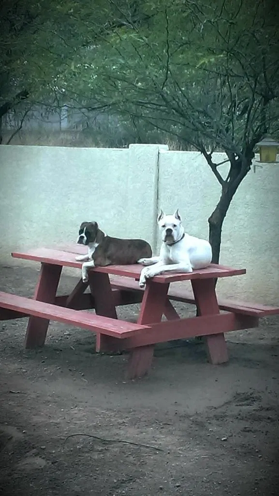 Lost dog in Tucson, AZ, 85746