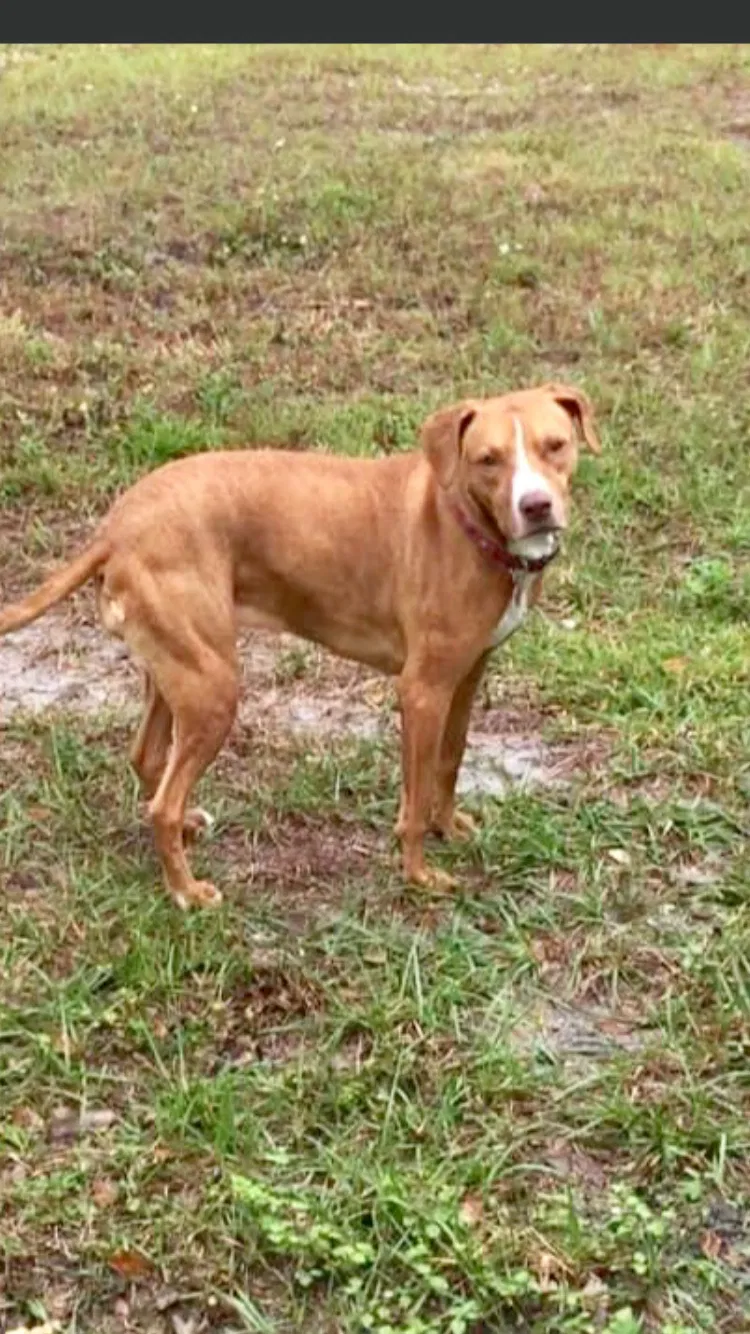 Lost dog in North Port, FL, 34287