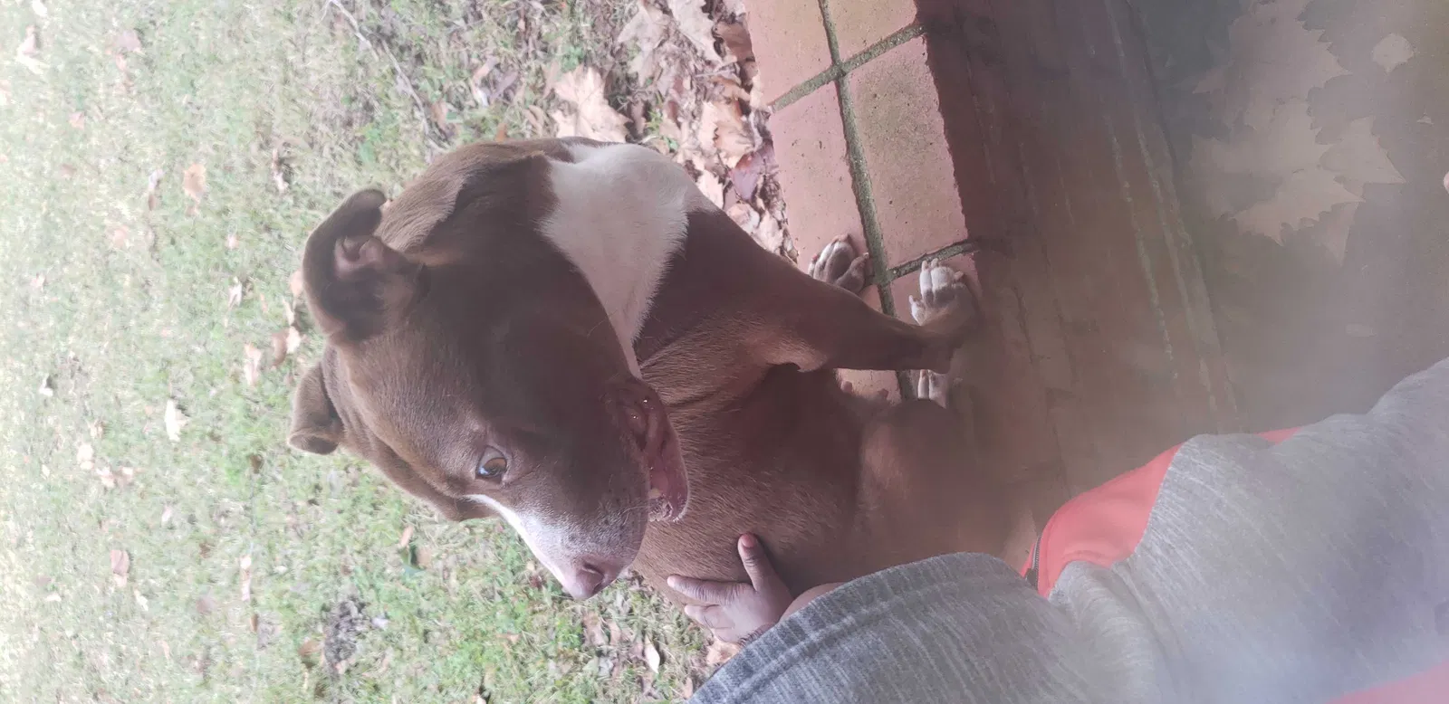Lost dog in Shreveport, LA, 71108