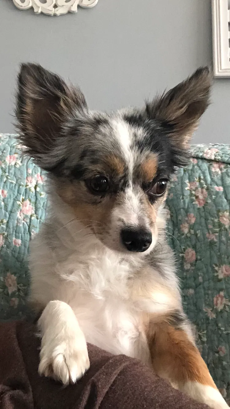 Lost dog in Cleveland, OH, 44129