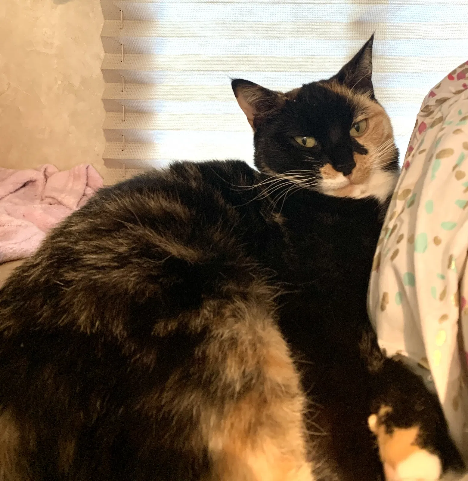 Lost cat in Thousand Oaks, CA, 91360