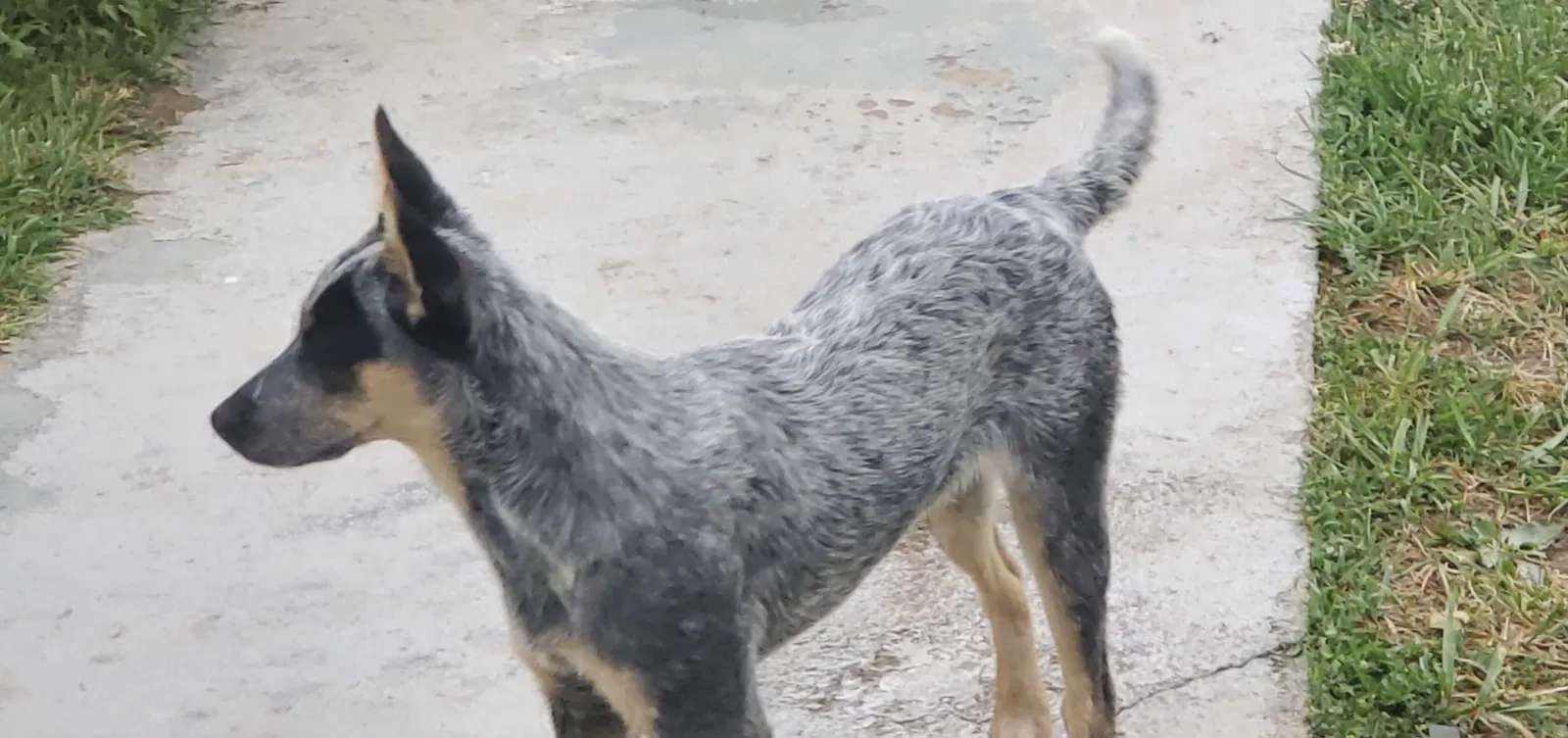 Lost dog in Catawba, VA, 24070