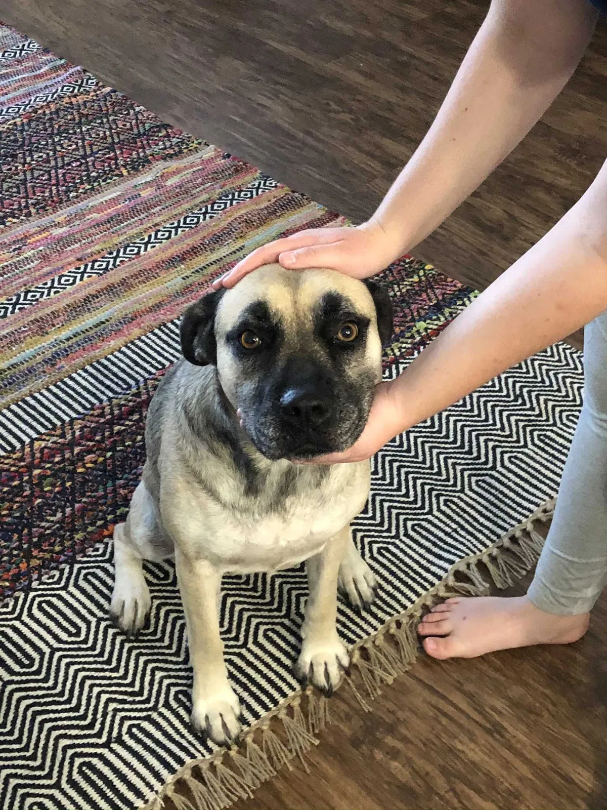 Lost dog in Tallahassee, FL, 32308