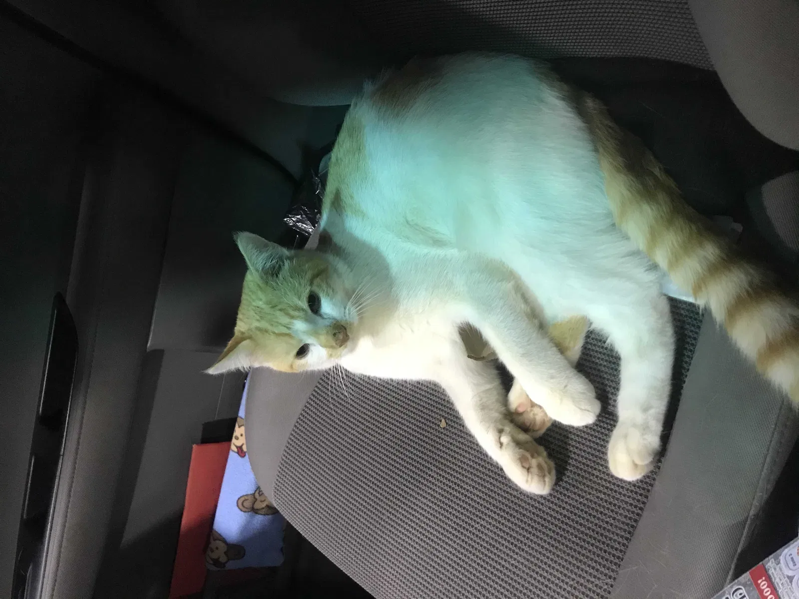 Lost cat in Lynchburg, VA, 24503