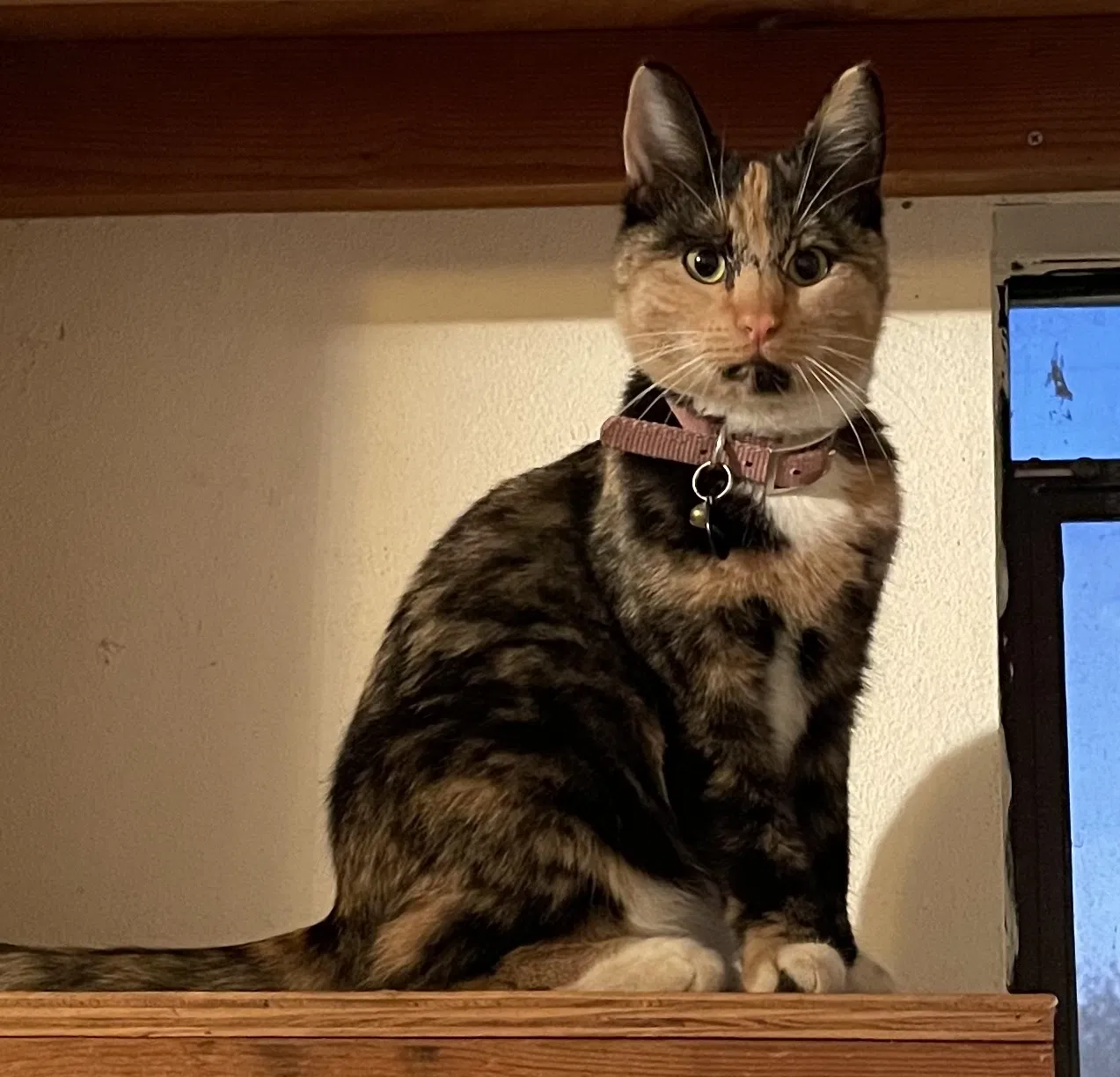 Lost cat in Westley, CA, 95387