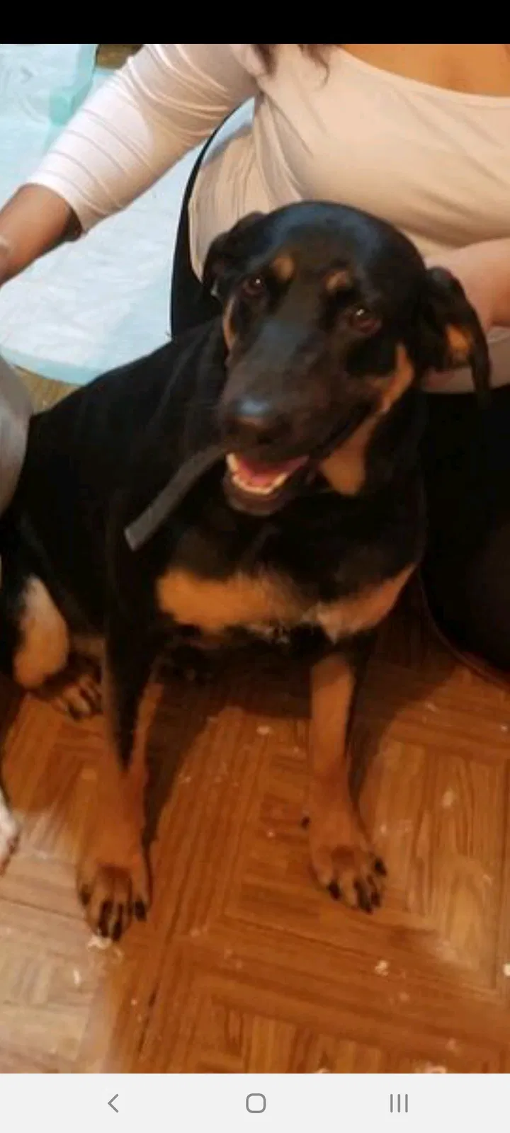 Lost dog in Laredo, TX, 78041