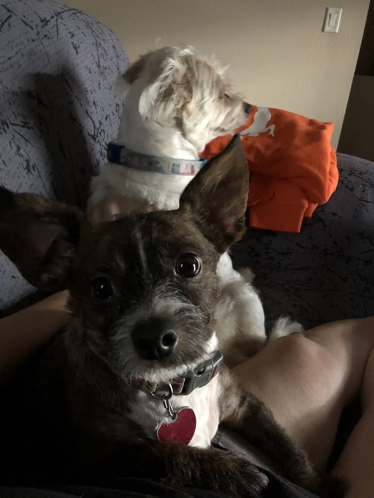 Lost dog in Clermont, FL, 34714