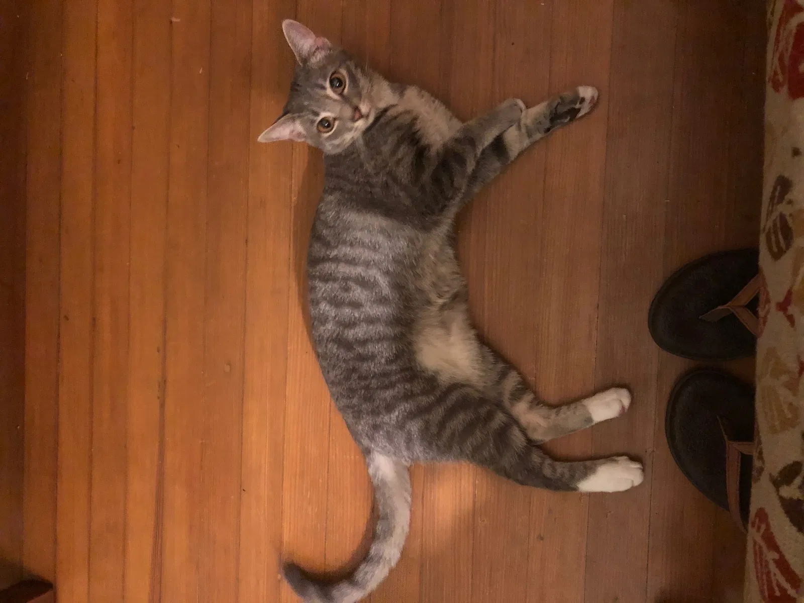 Missing Cat