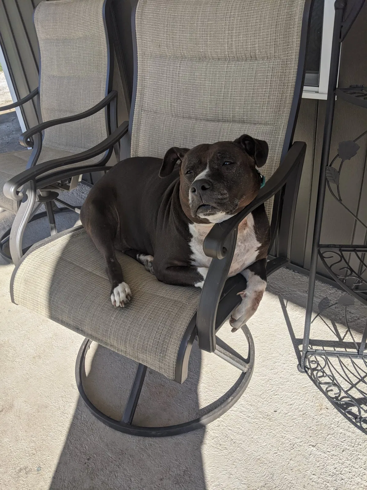 Lost dog in Knoxville, TN, 37917