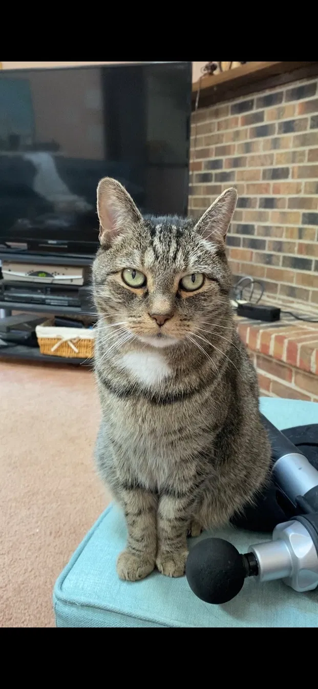 Lost cat in Dublin, OH, 43016