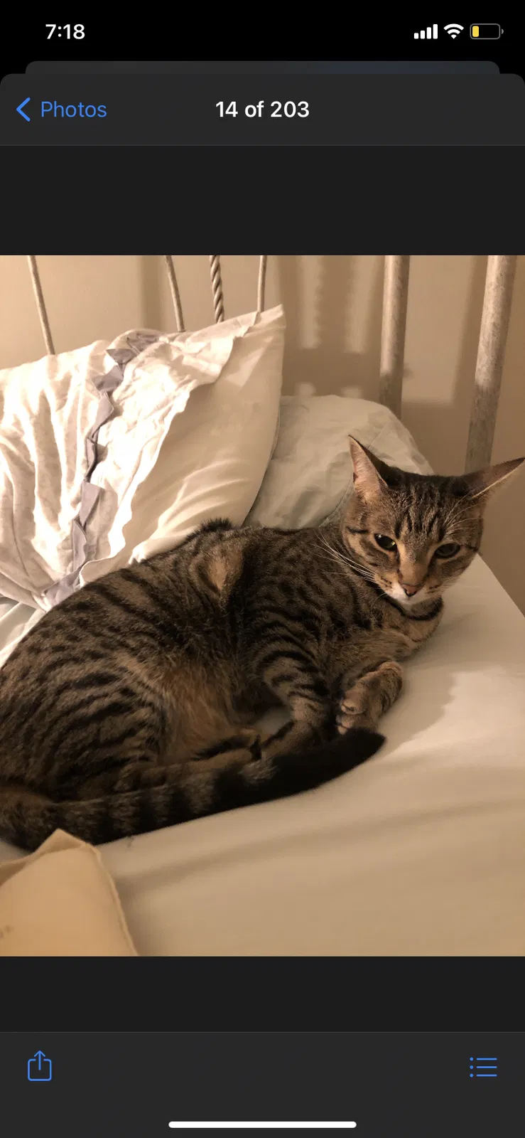 Lost cat in Naperville, IL, 60564