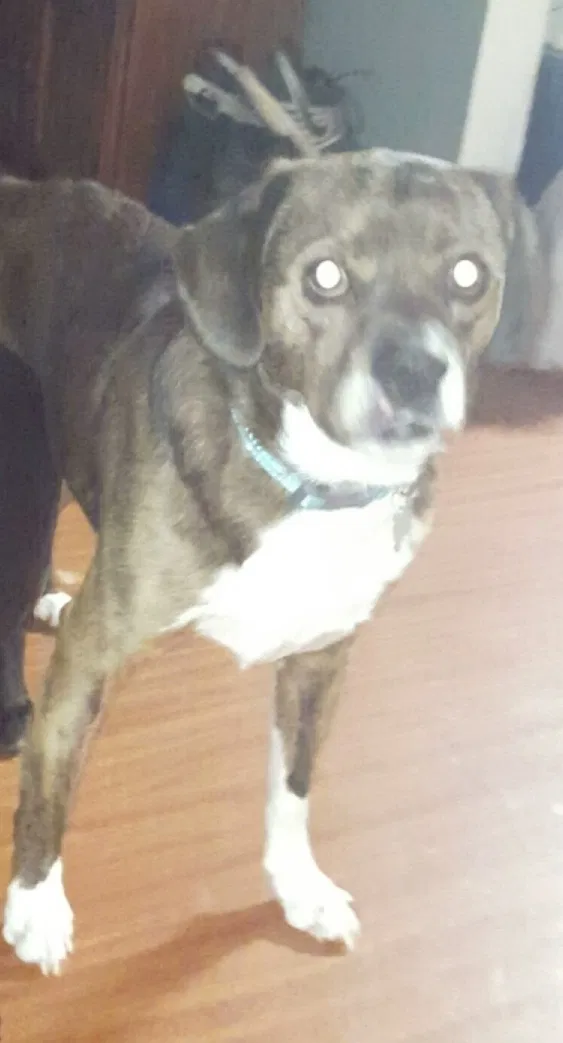 Lost dog in Newport, TN, 37821