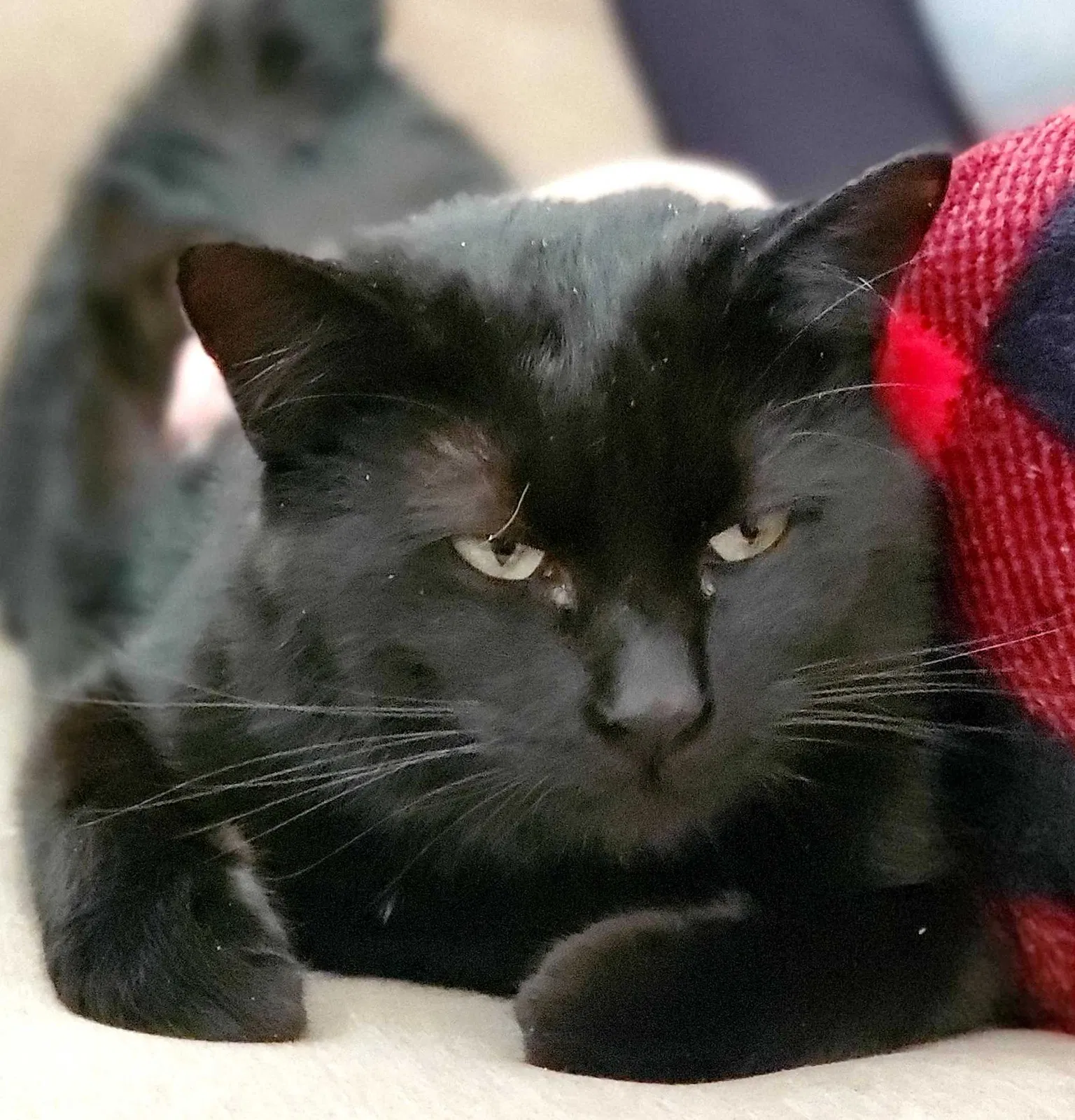 Lost cat in Fort Collins, CO, 80521