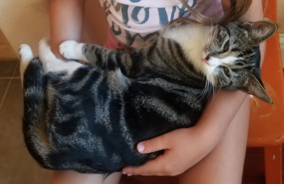 Lost cat in Roseville, CA, 95678