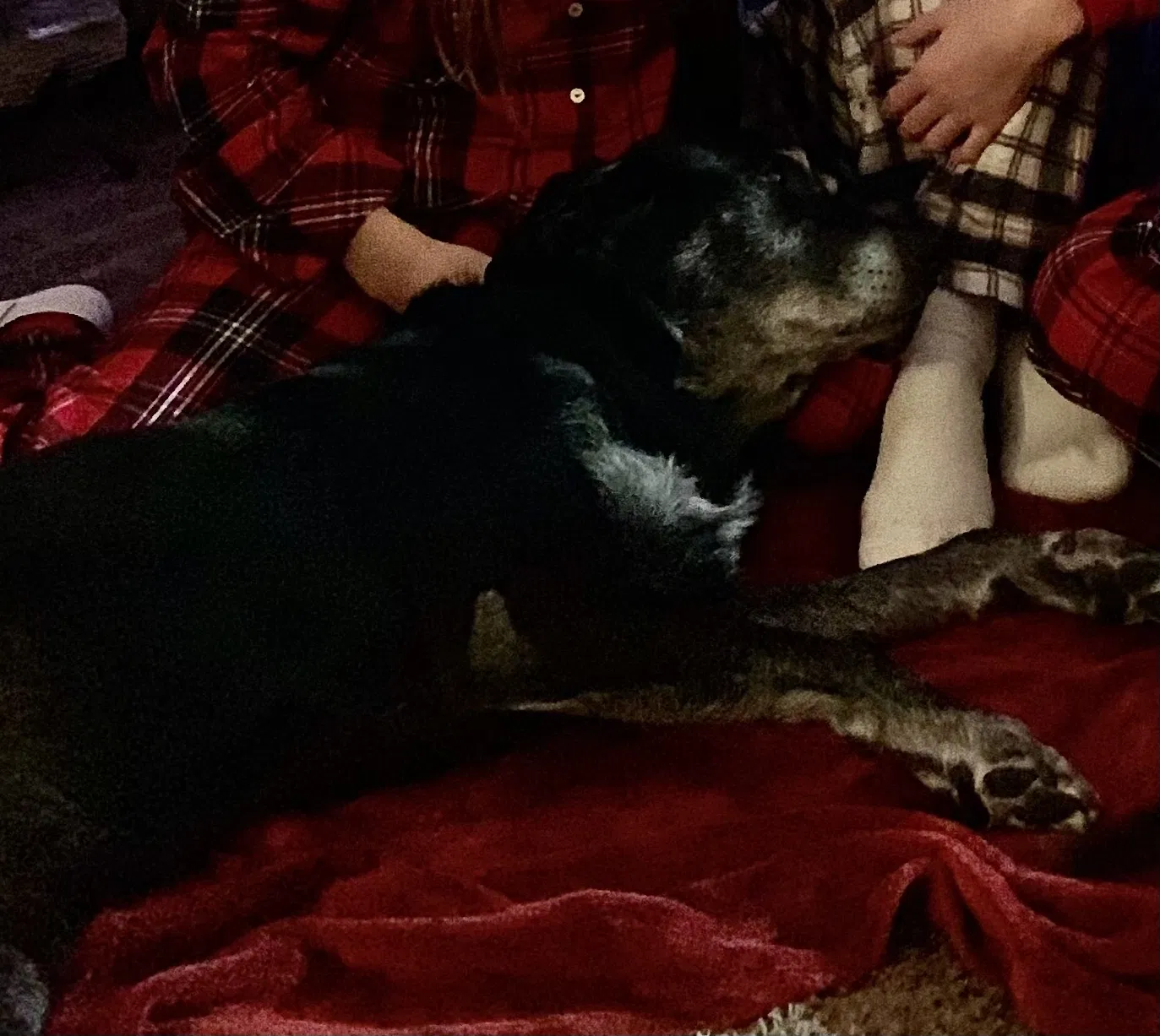 Lost dog in Chillicothe, OH, 45601