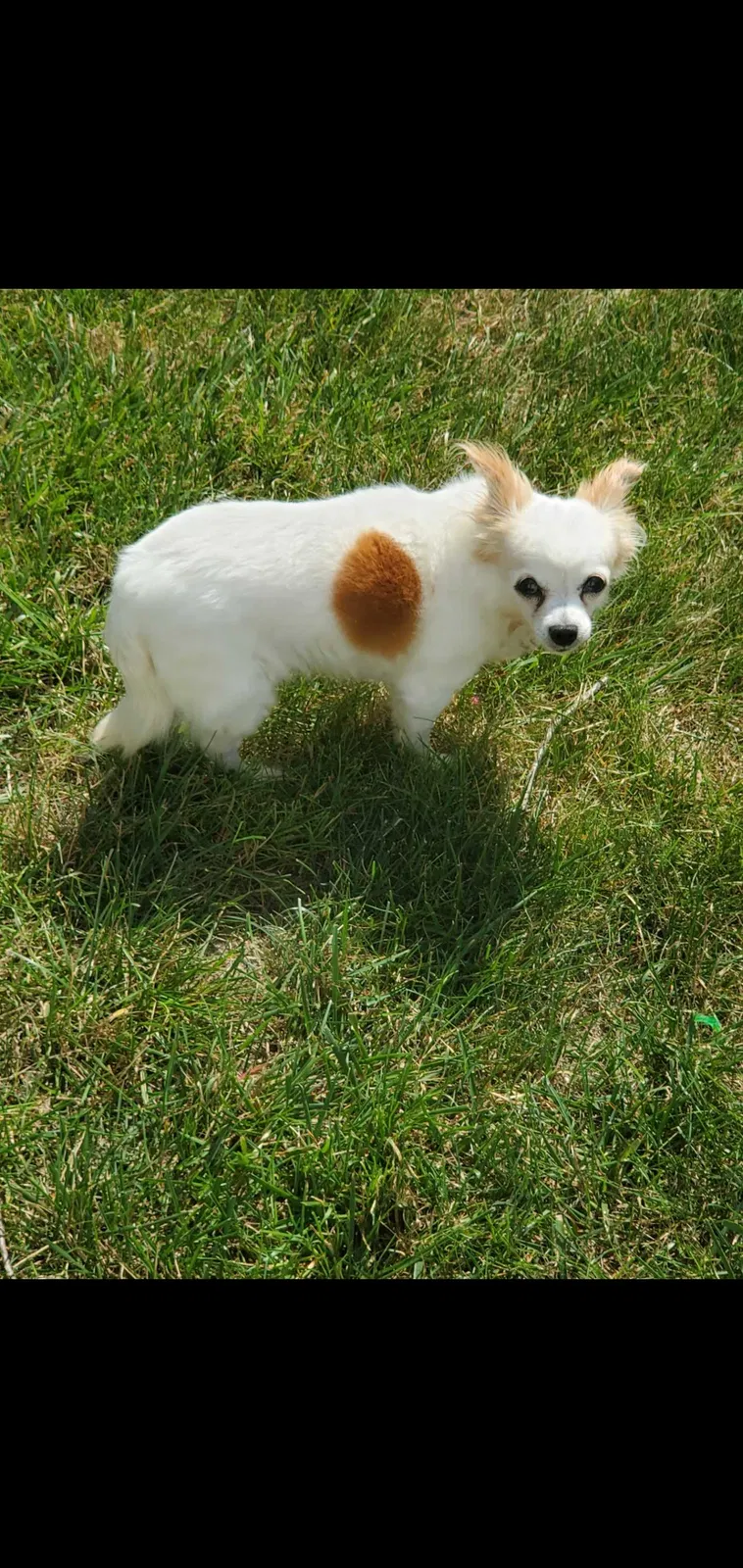 Lost dog in Howell, NJ, 7731