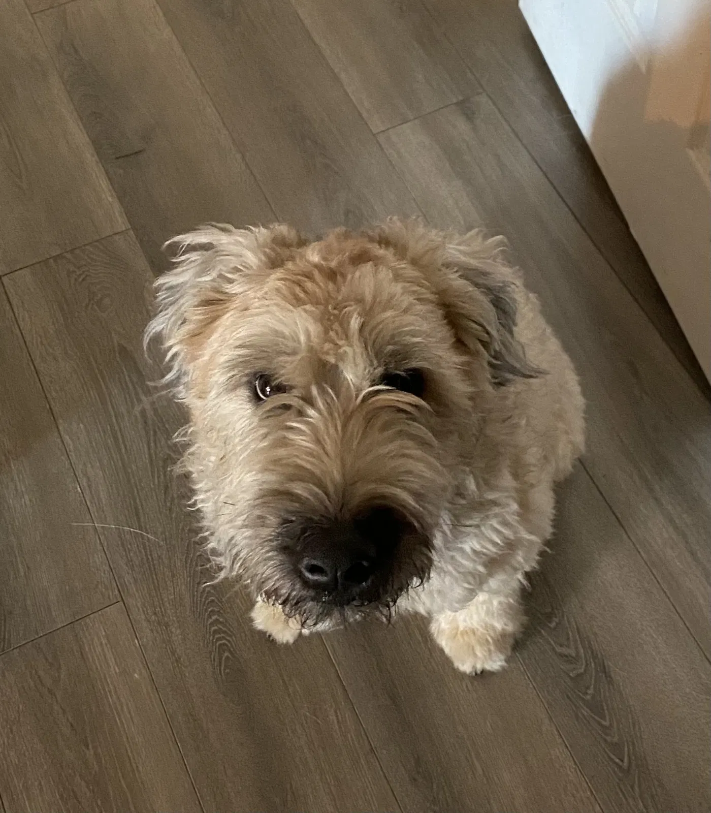 Lost dog in Pensacola, FL, 32503