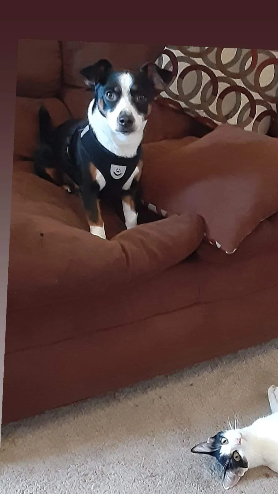 Lost dog in Columbus, OH, 43207