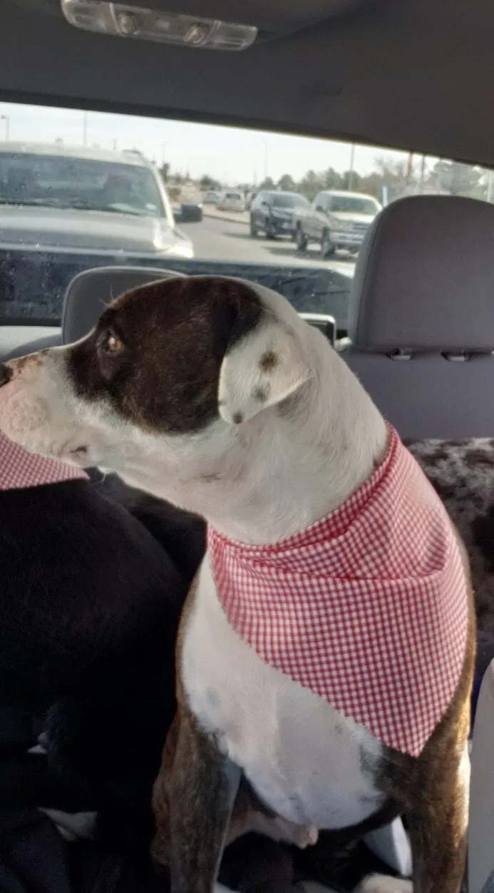 Lost dog in El Paso, TX, 79907