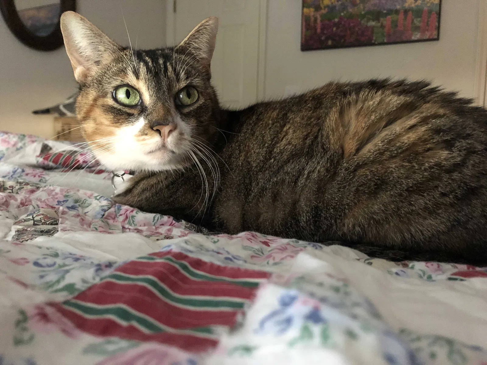Lost cat in Destin, FL, 32541