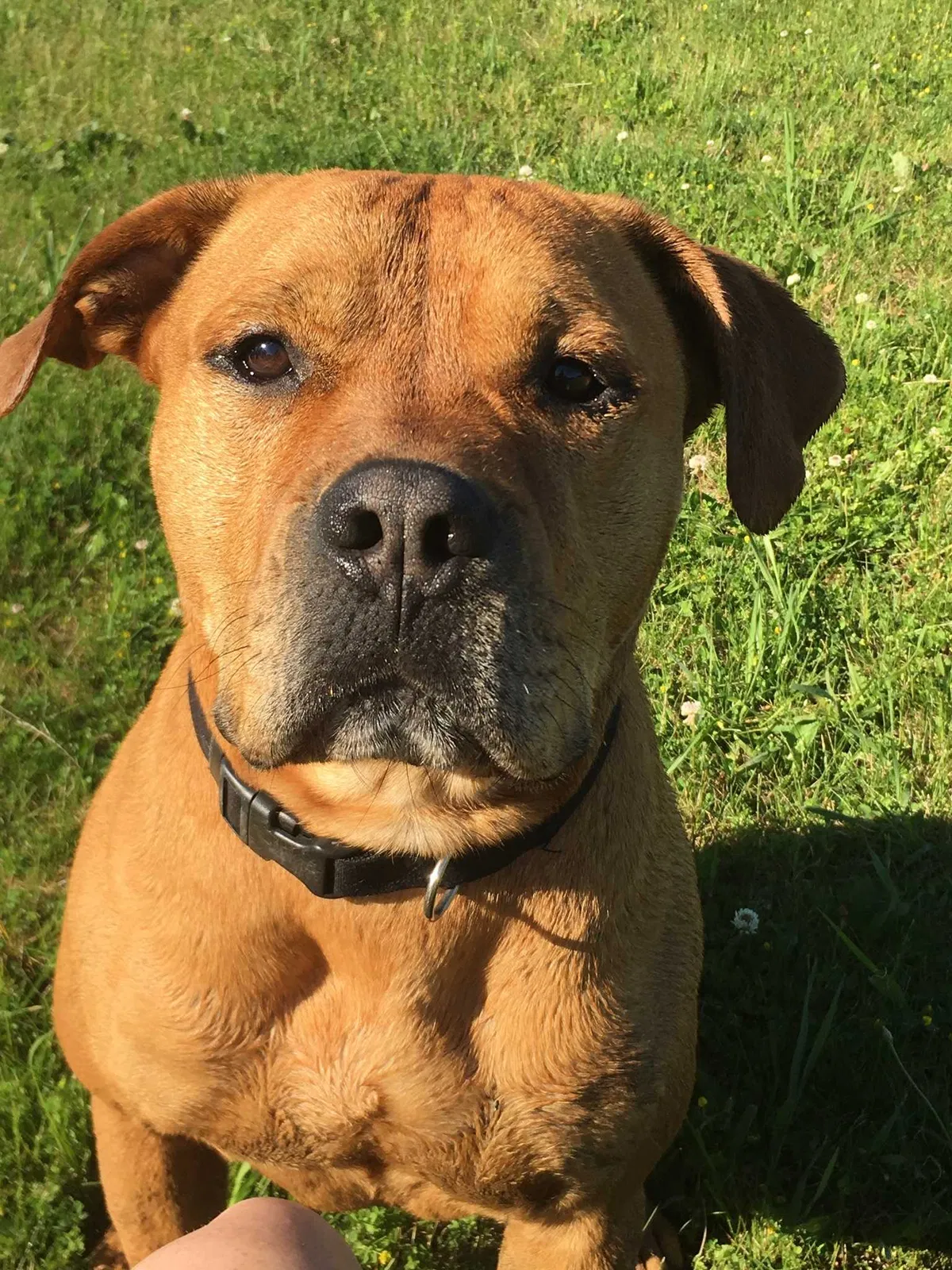 Lost dog in Cable, OH, 43009