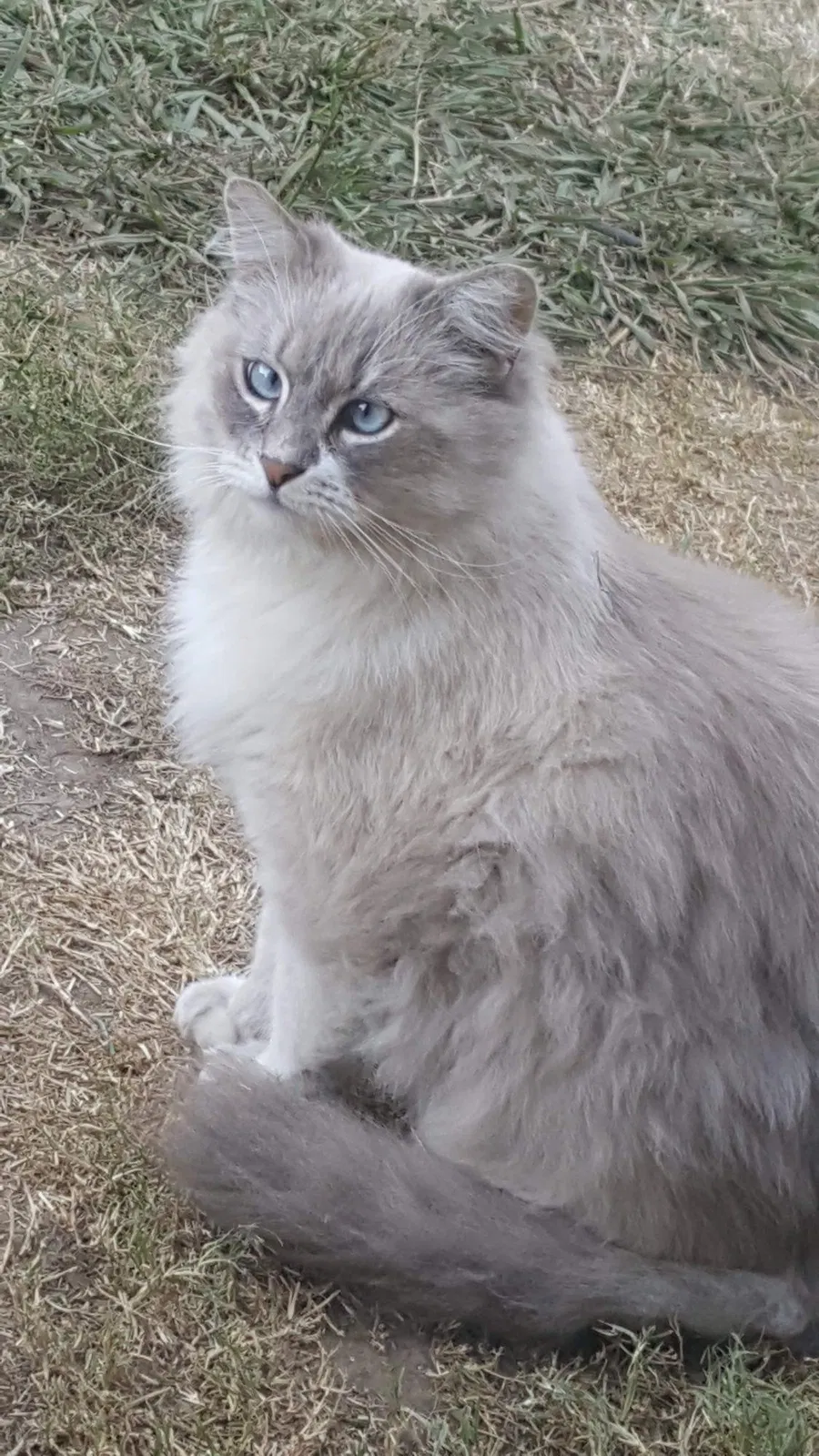 Lost cat in Turlock, CA, 95380