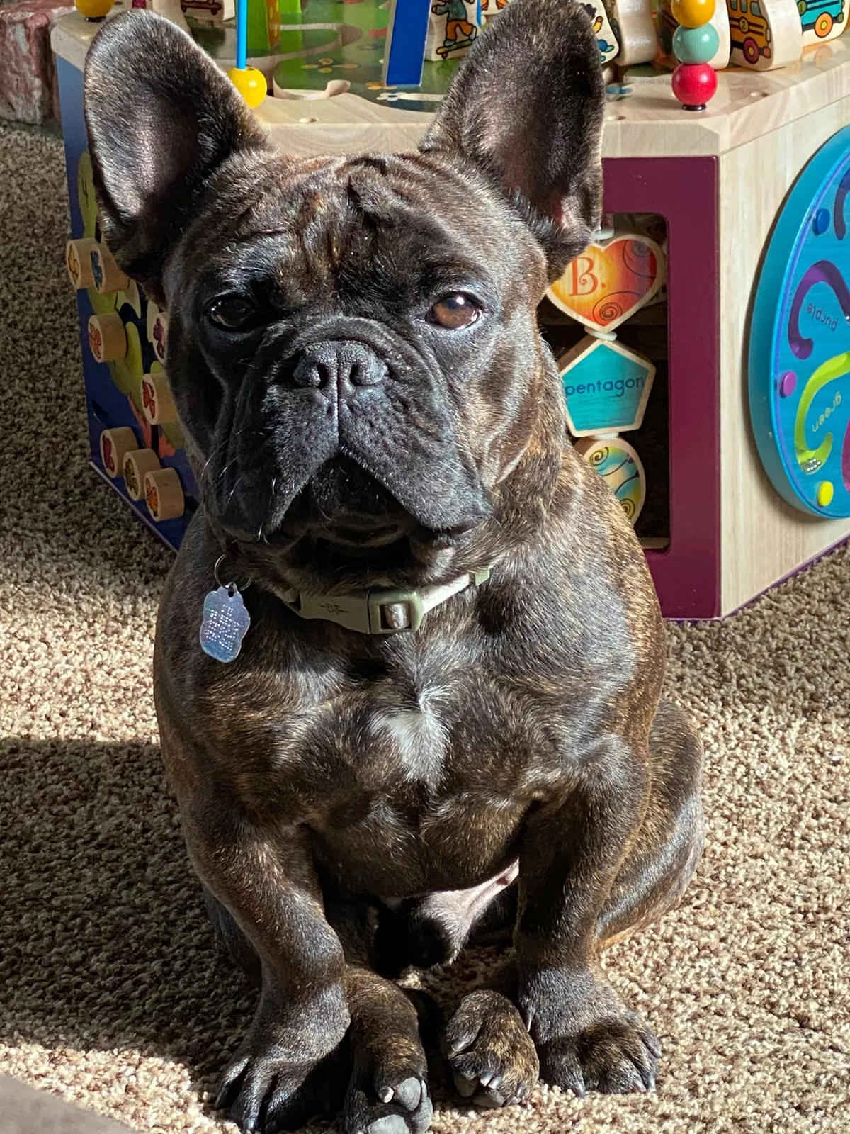 Lost dog in Paso Robles, CA, 93446