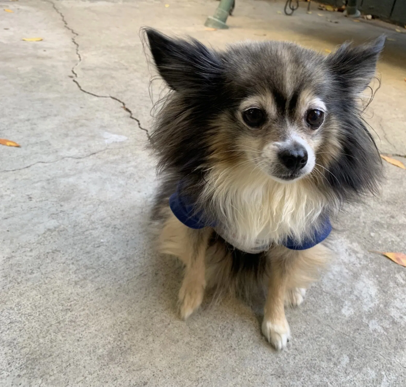 Lost dog in San Jose, CA, 95133
