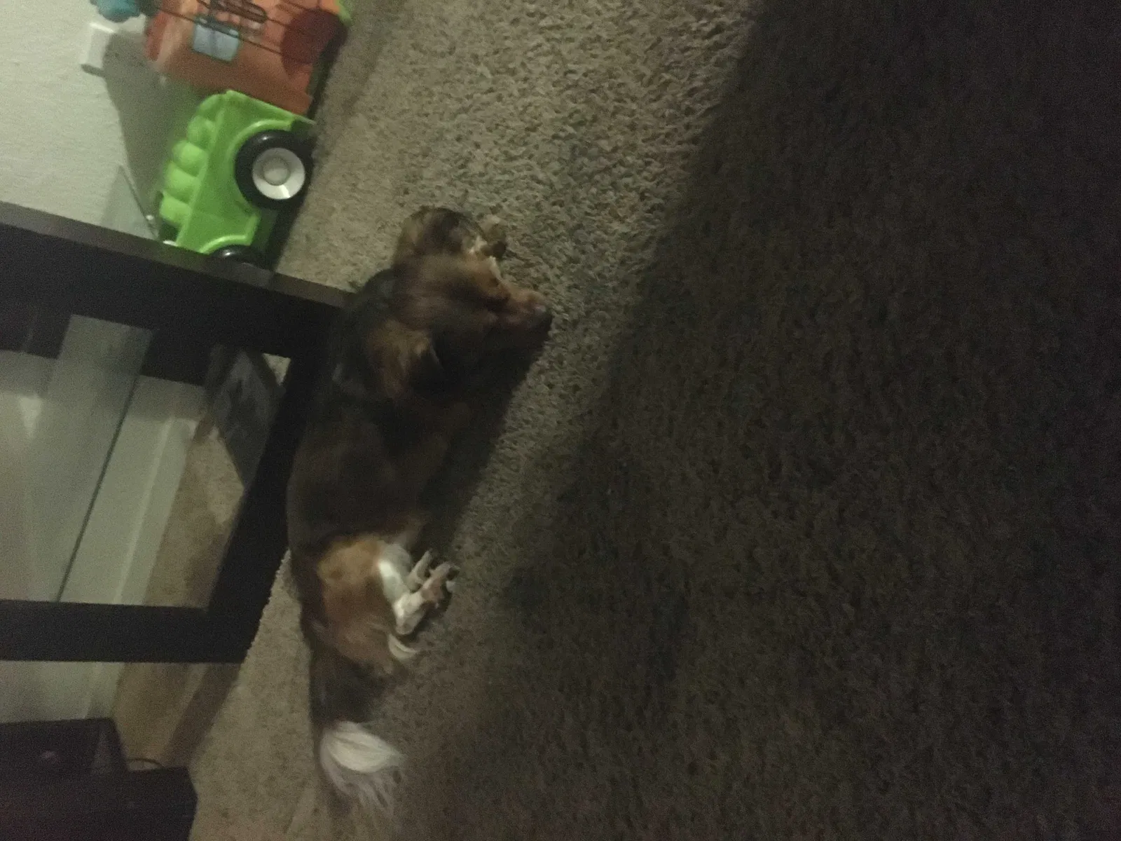 Lost dog in Sacramento, CA, 95831