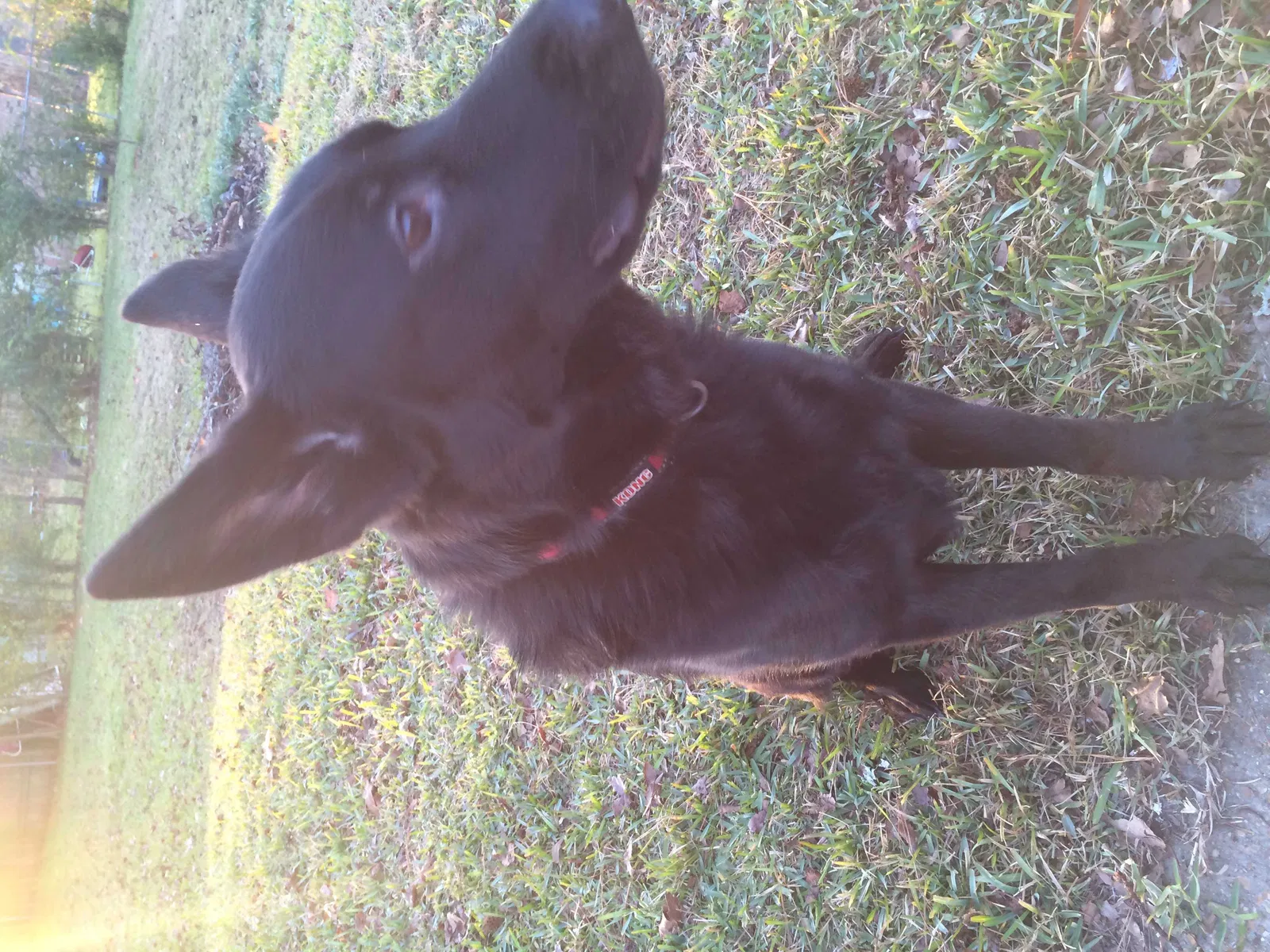 Lost dog in Pineville, LA, 71360
