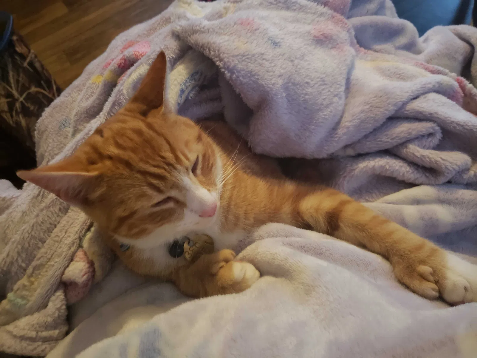 Lost cat in Mars Hill, NC, 28754