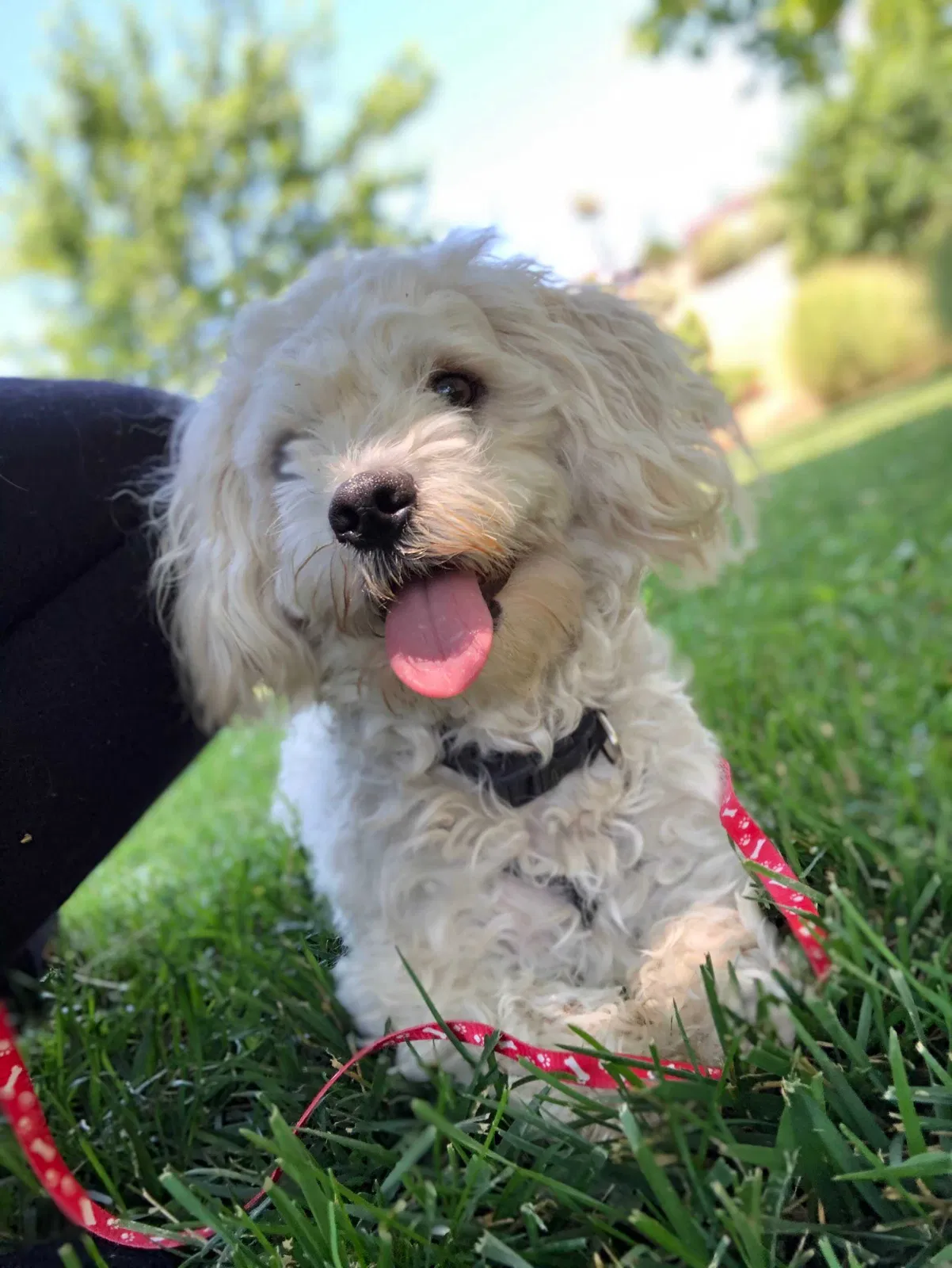 Lost dog in Vallejo, CA, 94591